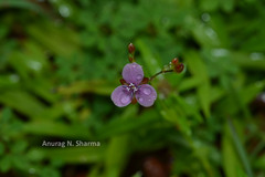 Murdannia dimorpha
